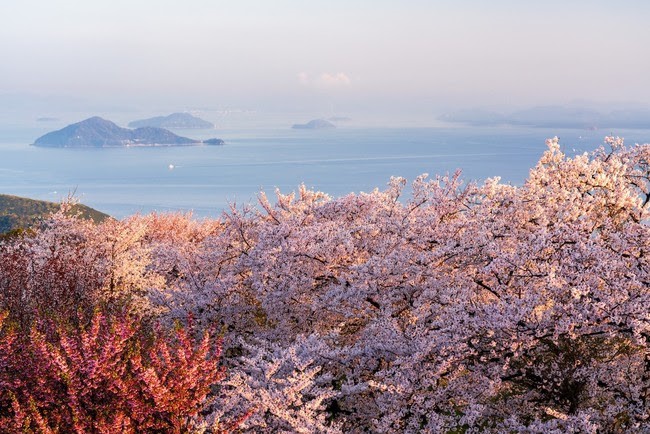 【六通】桜の花  たからガード